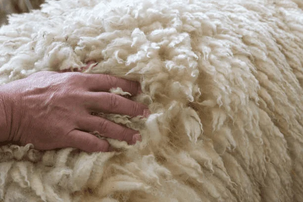 图片2 How to Fully Understand Cashmere Scarf? SCARF.COM